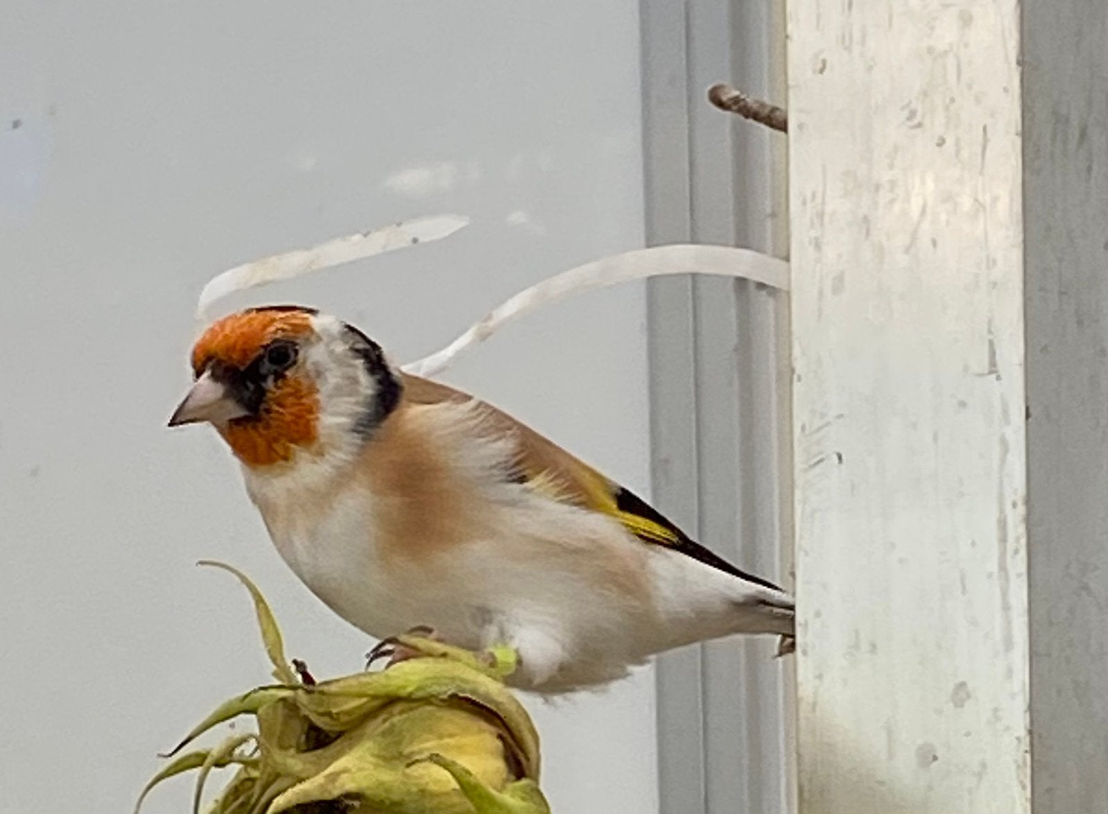 Te koop major putters mannen 2026, Dieren en Toebehoren, Mannelijk, Wildzangvogel, Geringd