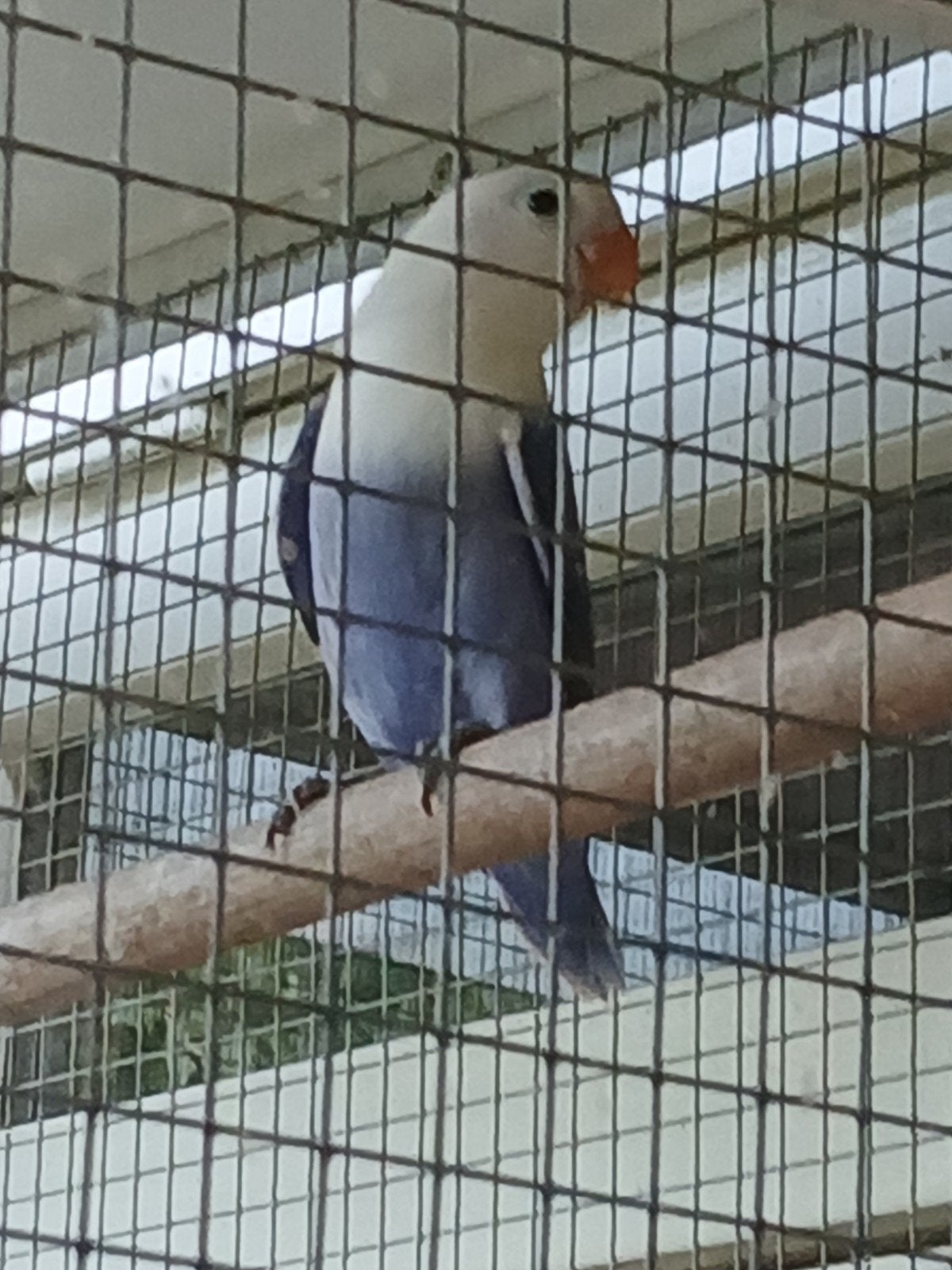 Ficheri Blauwe Diluted, Geslacht onbekend, Dwergpapegaai of Agapornis, Geringd