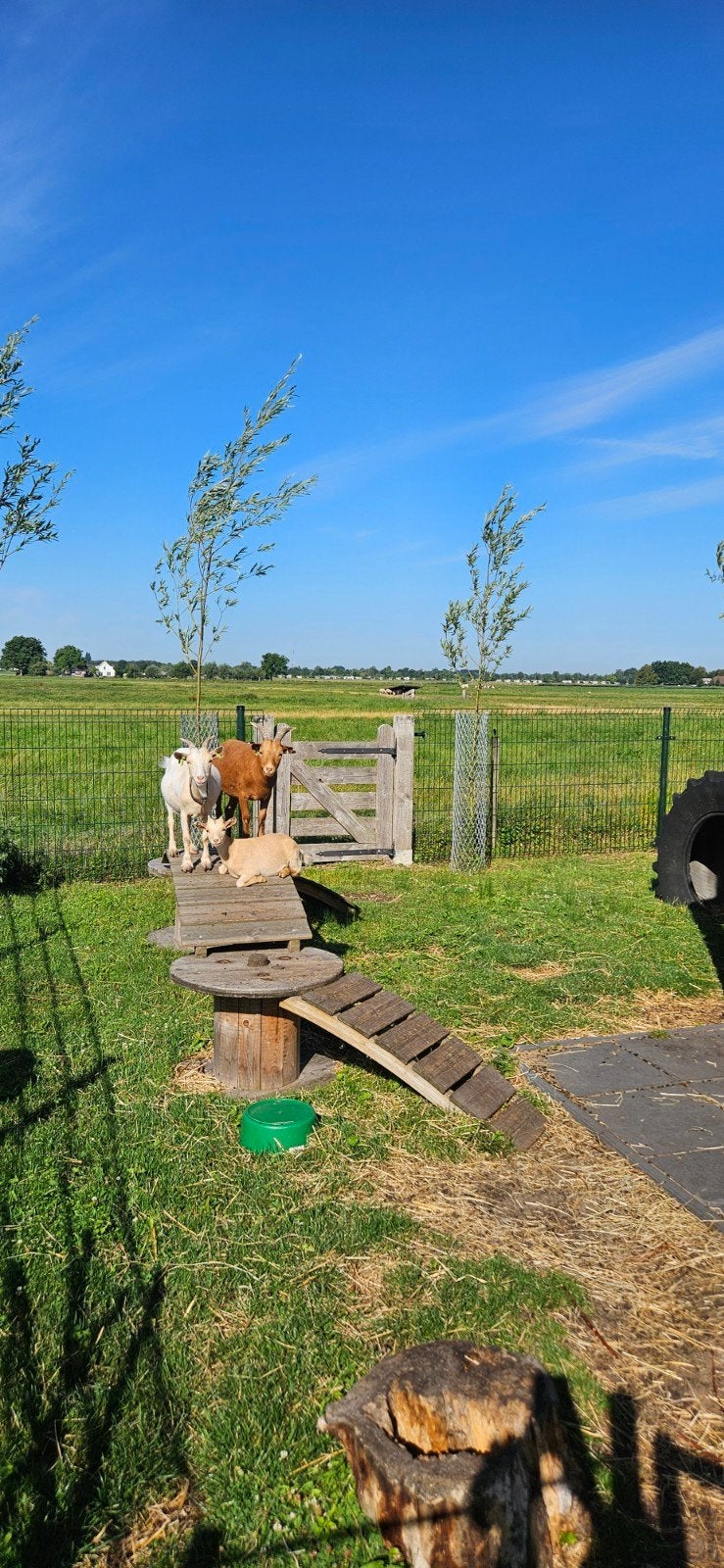 Mooi koppel gezonde dwerggeitjes, Dieren en Toebehoren, Schapen, Geiten en Varkens, Meerdere dieren, Geit