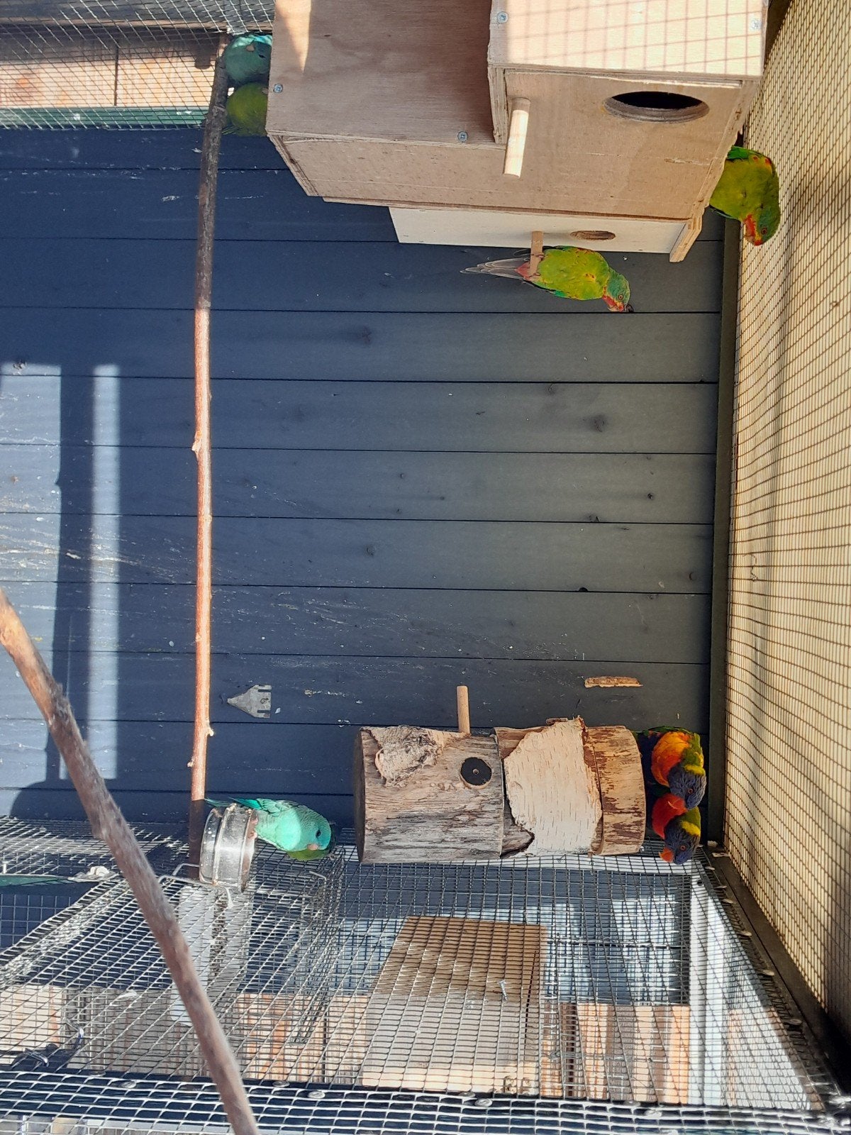 1-1 swift parkieten 2 lori van de blauwe bergen, Dieren en Toebehoren, Vogels | Parkieten en Papegaaien, Meerdere dieren, Parkiet