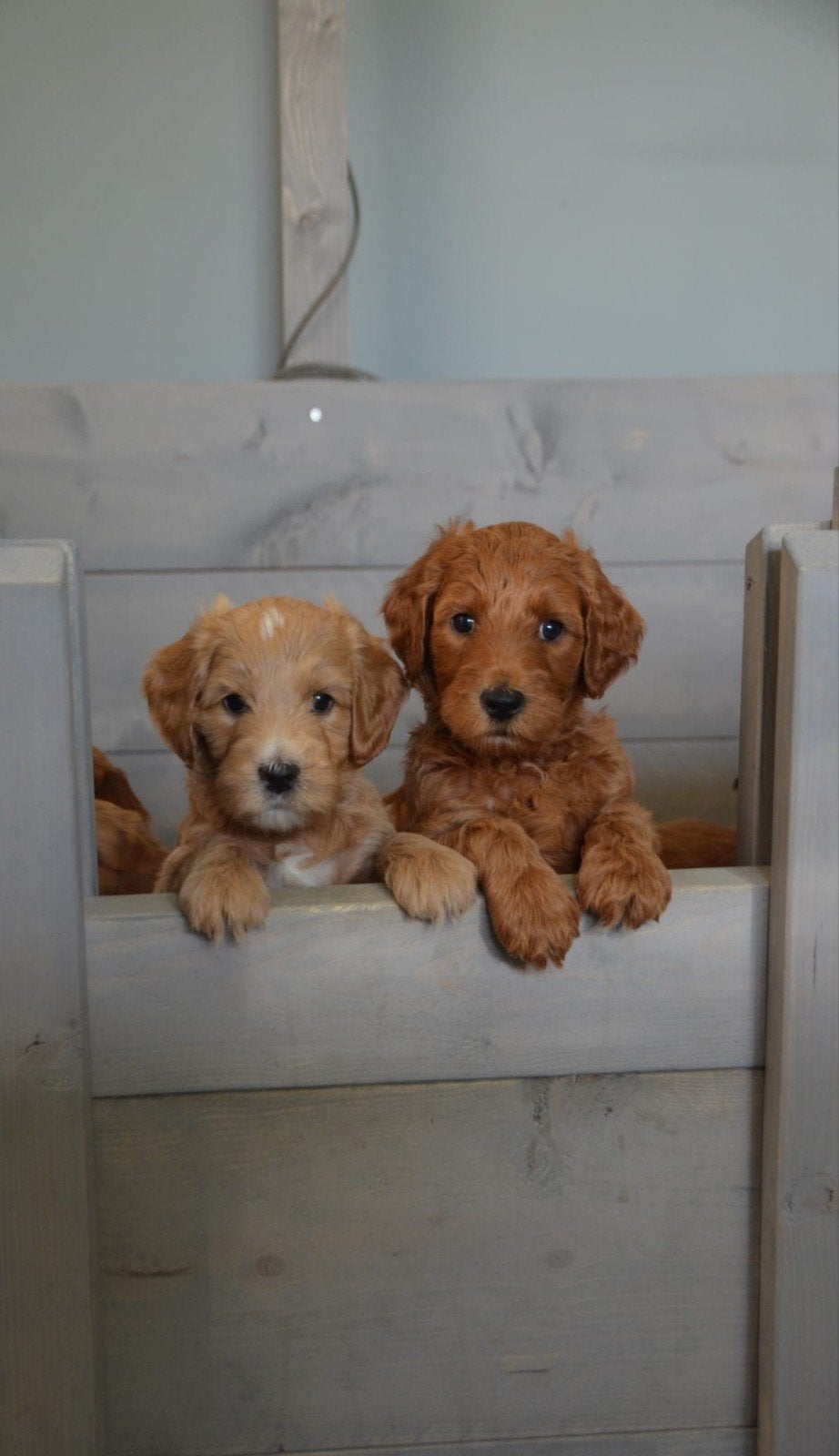Werpkist voor medium hond, Overige merken, Ophalen, Zo goed als nieuw, Werpkist