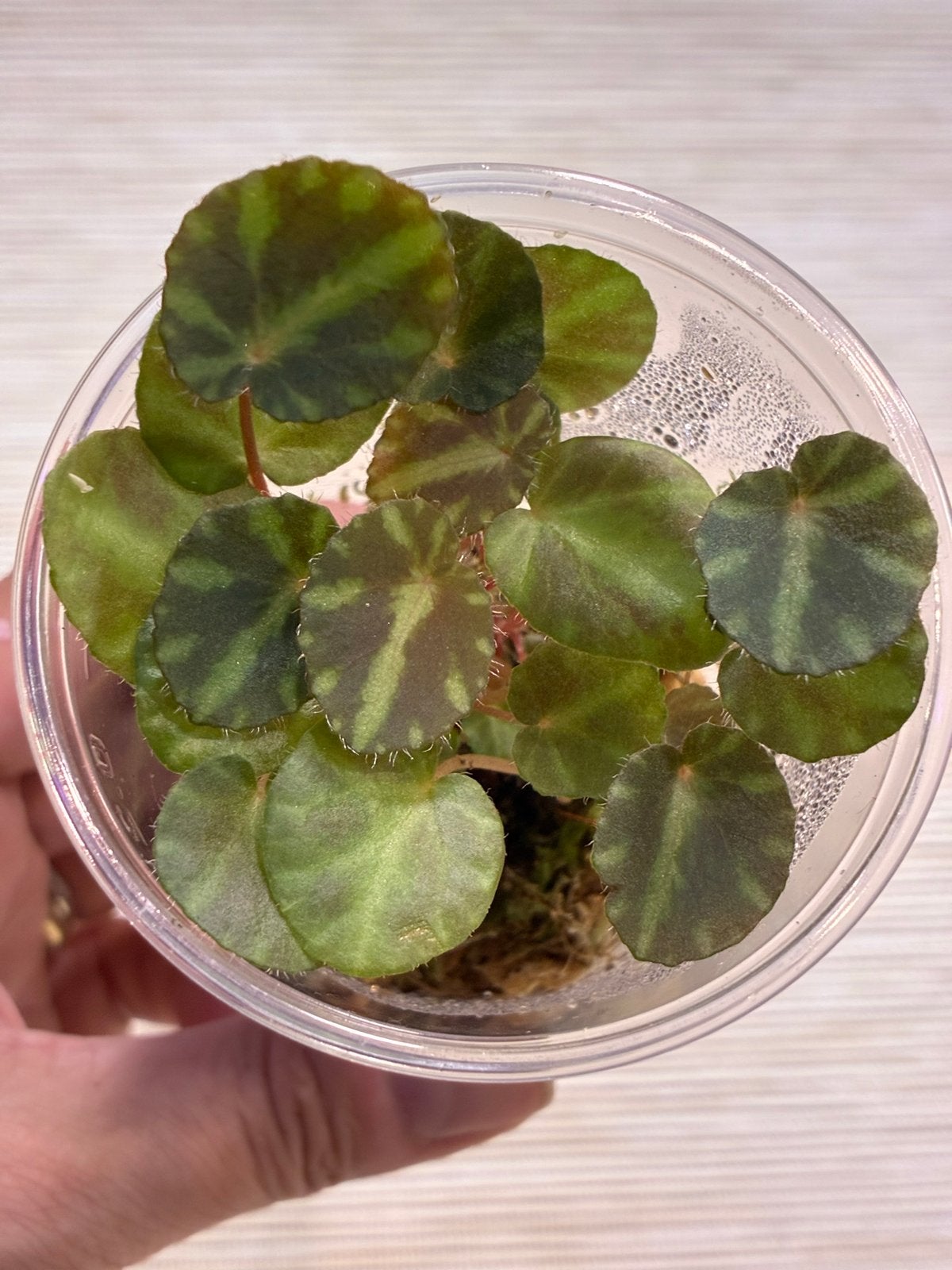 Begonia 'Cleopatra' | Jonge plant in pot, Ophalen of Verzenden, In pot, Halfschaduw, Minder dan 100 cm