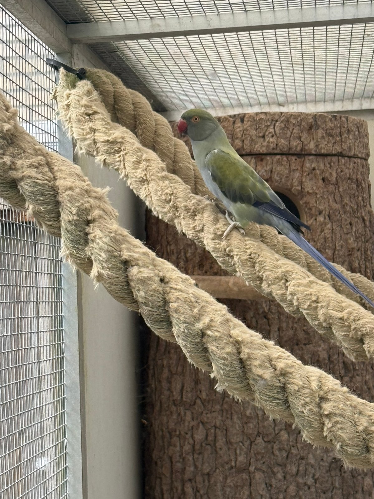 Halsband parkiet, Vrouwelijk, Parkiet, Geringd