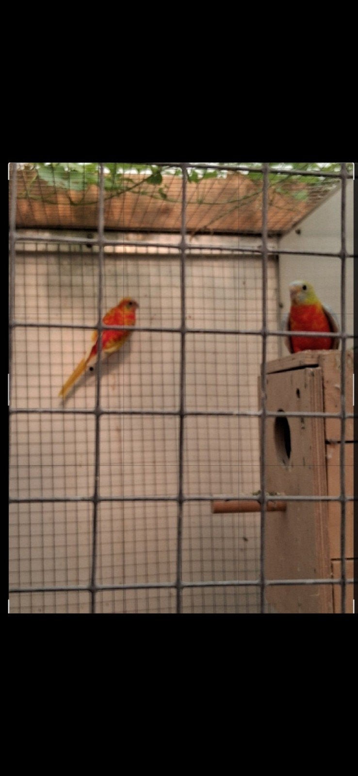 Tekoop 3 kweek koppels dilute ,opaline Turquoise s, Dieren en Toebehoren, Vogels | Parkieten en Papegaaien, Meerdere dieren, Parkiet