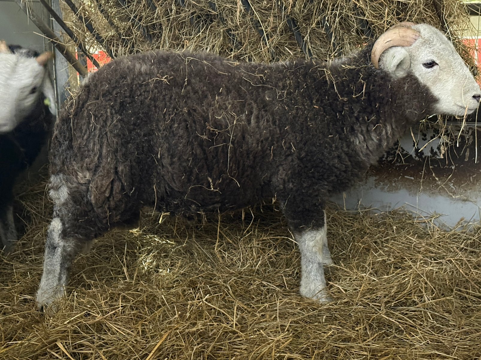 Correcte jonge Herdwick Ram zwoegervrij stamboek H100, Dieren en Toebehoren, Schapen, Geiten en Varkens, Mannelijk, Schaap