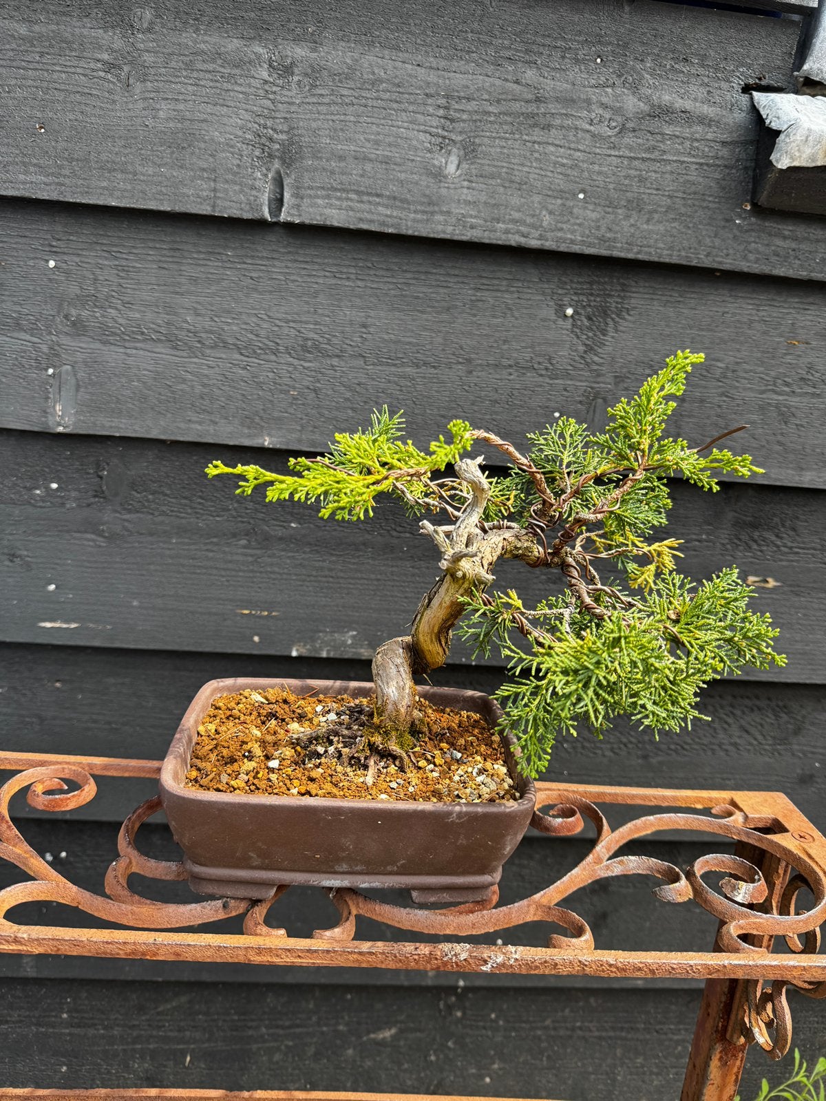 juniperus chinensis, Ophalen of Verzenden, Volle zon, Overige soorten, Minder dan 100 cm