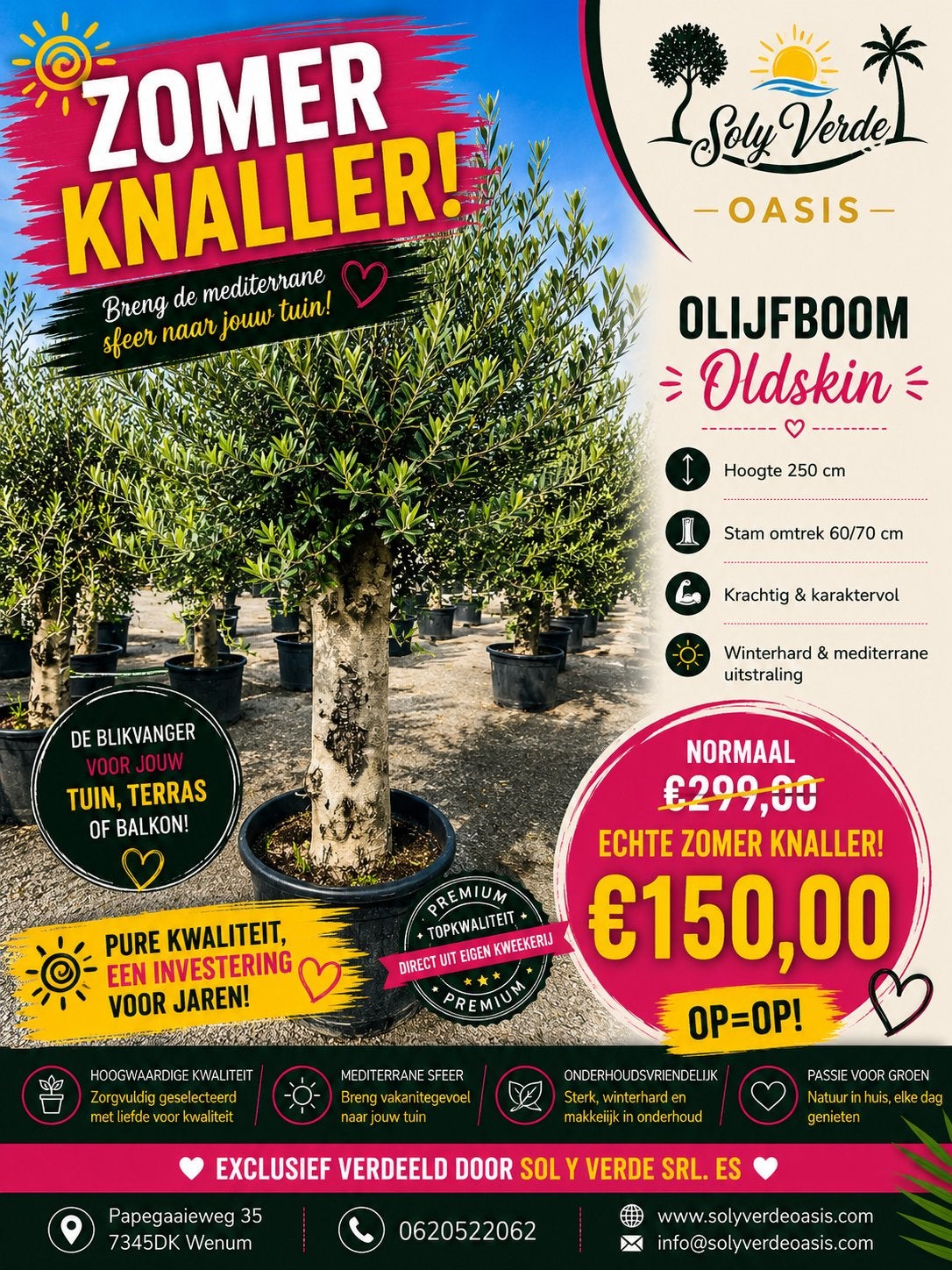 Olijfbomen 250cm Dikke stam mooie kroon Supers knaller, Bloeit niet, Olijfboom, 250 tot 400 cm, Ophalen