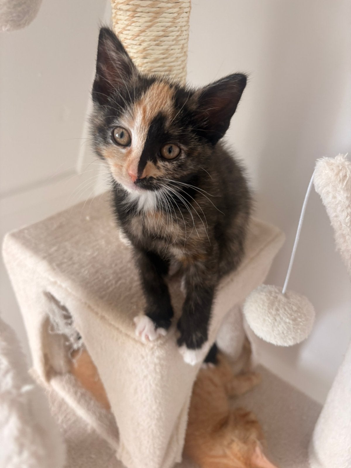 Lieve kittens zoeken een nieuw thuis! (2 maanden oud), Dieren en Toebehoren, Katten en Kittens | Overige Katten, Poes, 0 tot 2 jaar