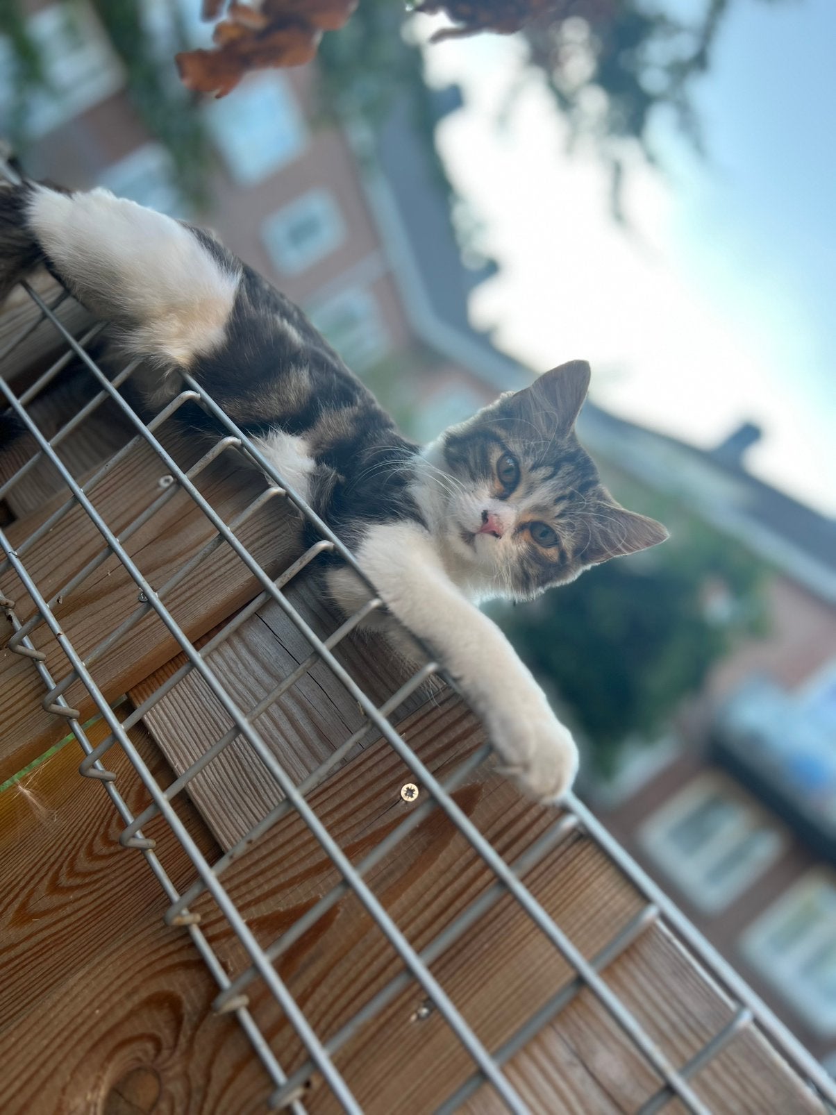 2 kittens: Maine Coon X en europese korthaar. Incl spullen, Dieren en Toebehoren, Kater, 0 tot 2 jaar