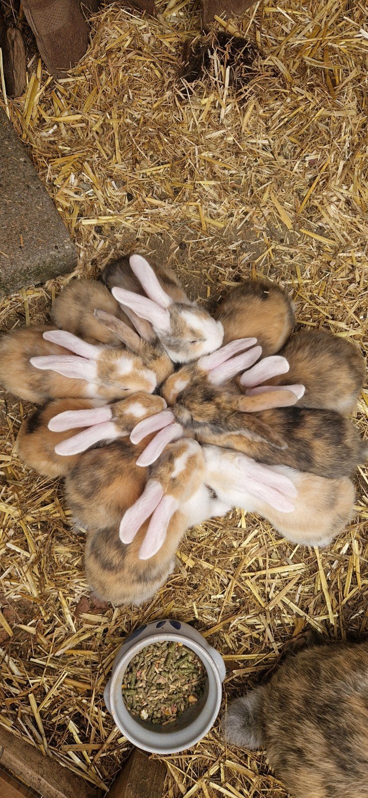 Jonge Konijntjes, Meerdere dieren, Groot, 0 tot 2 jaar