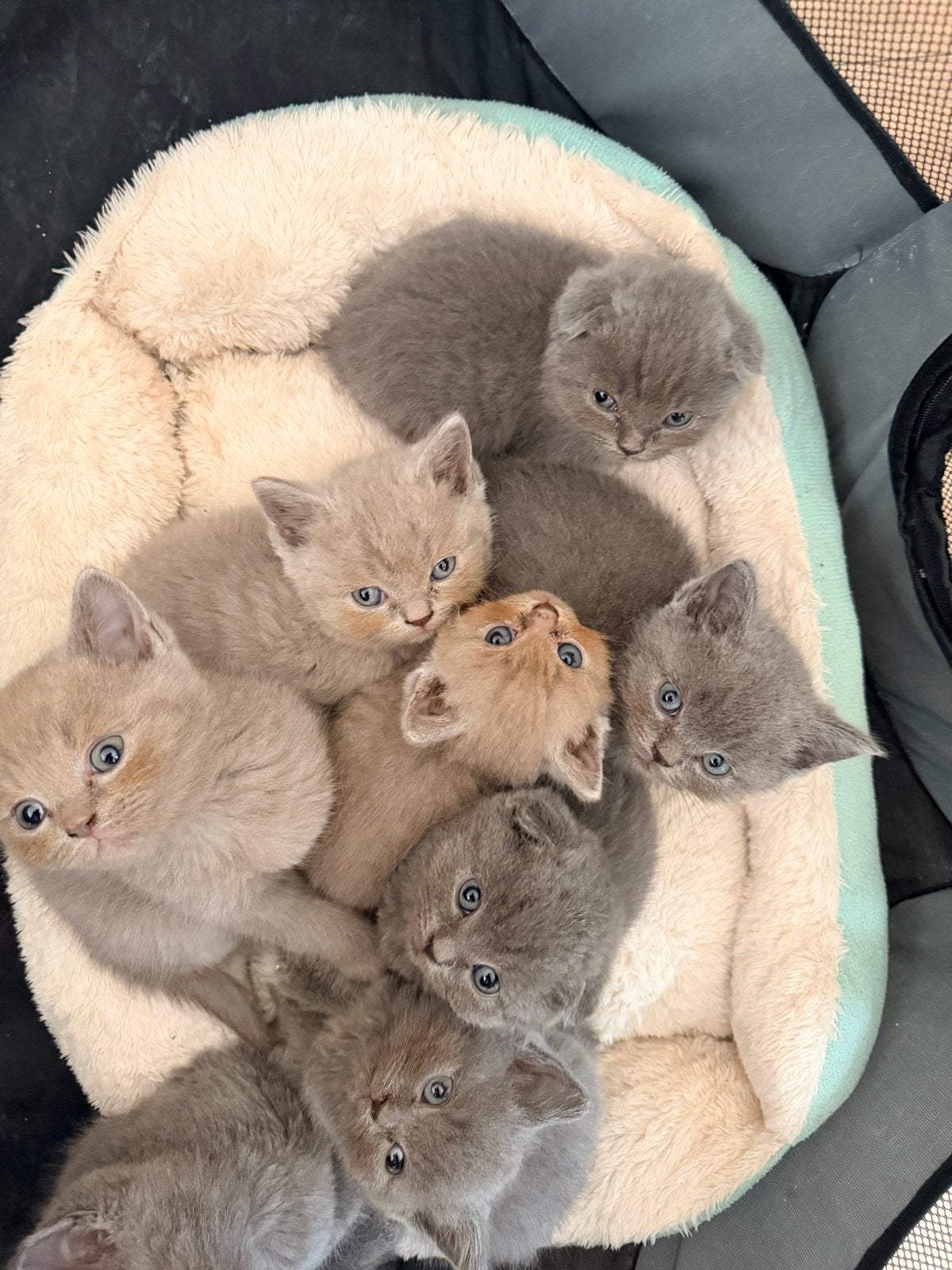 Britskort haar, Kater, Kortharig, 0 tot 2 jaar