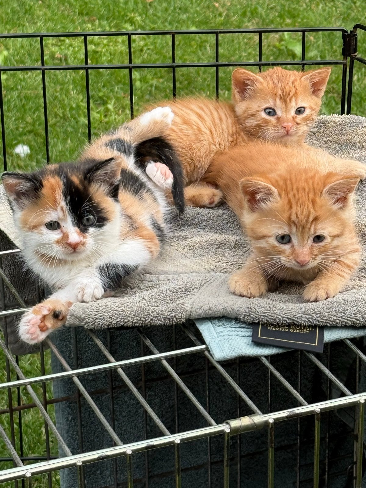Kittens rood en lapje kater poes lapjeskat, Dieren en Toebehoren, Meerdere dieren