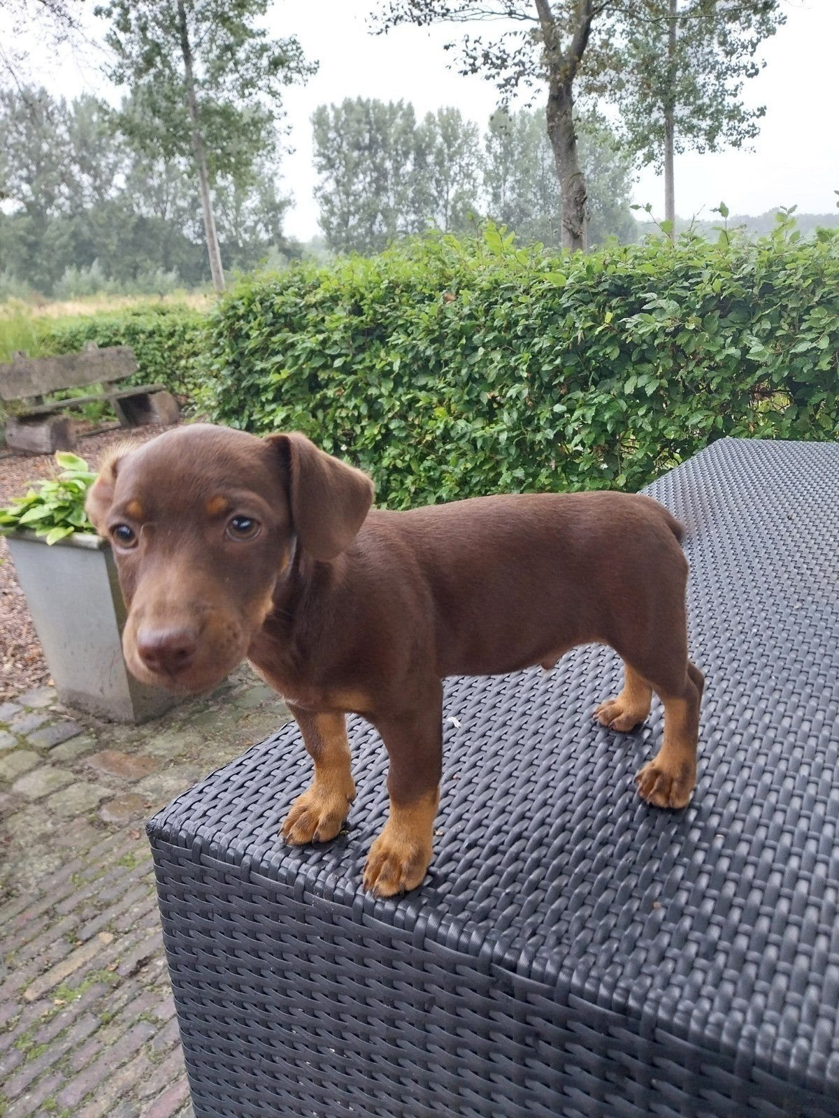Leuke kruising  Jack russel/teckel pups, Meerdere, Meerdere dieren, Nederland, Particulier