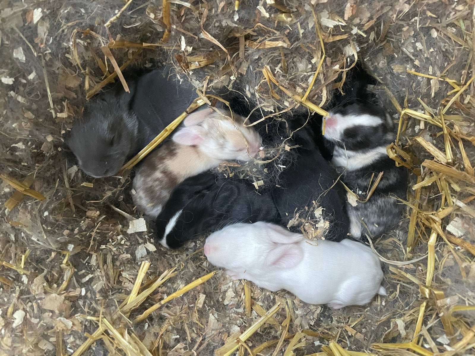 Mooi nestje Franse hangoren, Dieren en Toebehoren, Geslacht onbekend, Groot, Hangoor, 0 tot 2 jaar