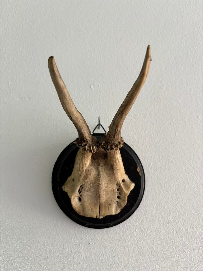Kleine ree gewei, Antiek en Kunst, Ophalen of Verzenden