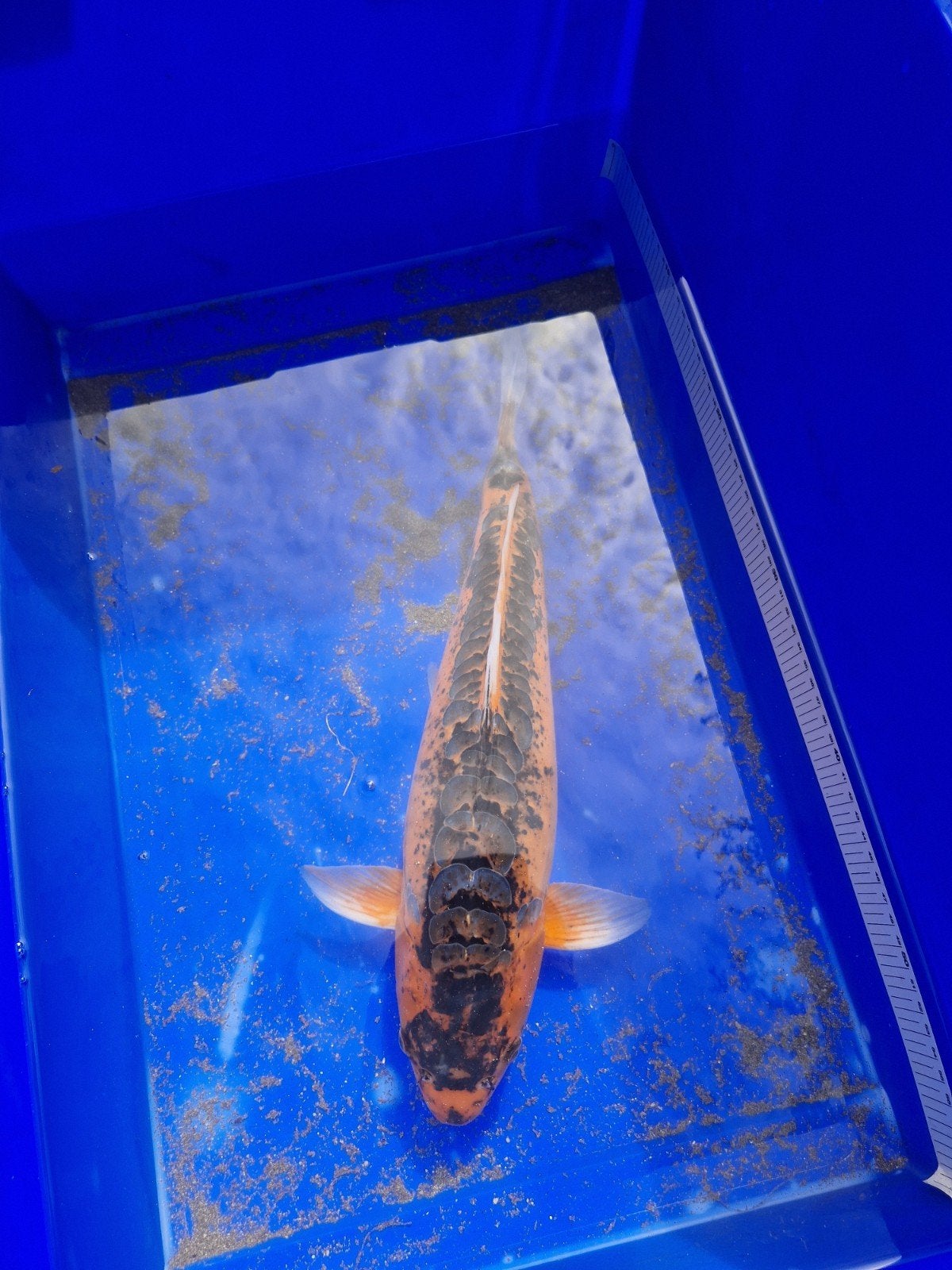 zeldzame Mizuho Ogon koi.  43 cm, Karper of Koi