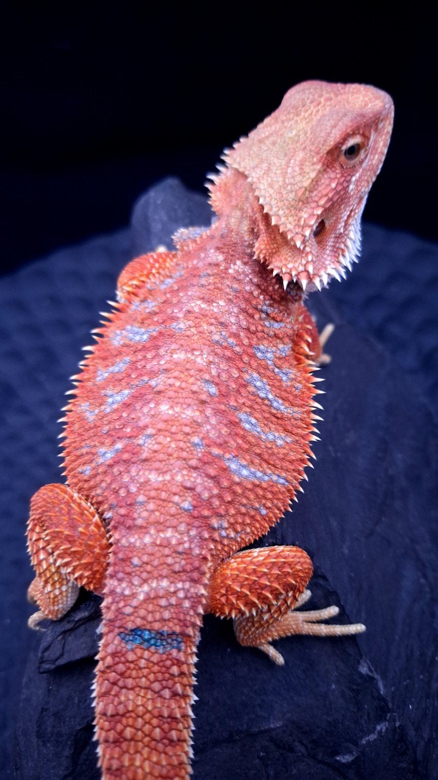 Red Hypo G-Stripe Blue Tiger Baardagaam Man Bearded Dragon photo 6