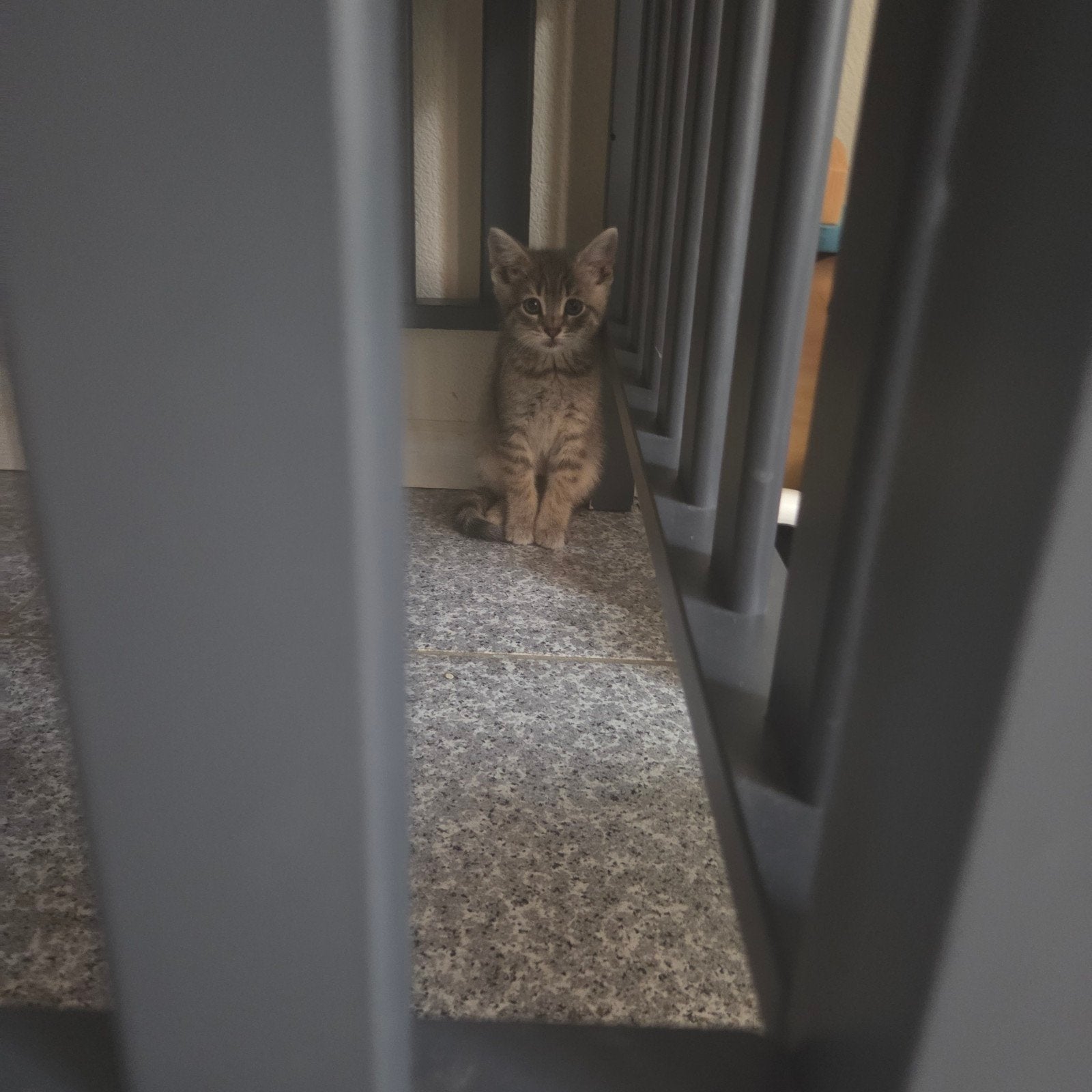 Kitten te koop