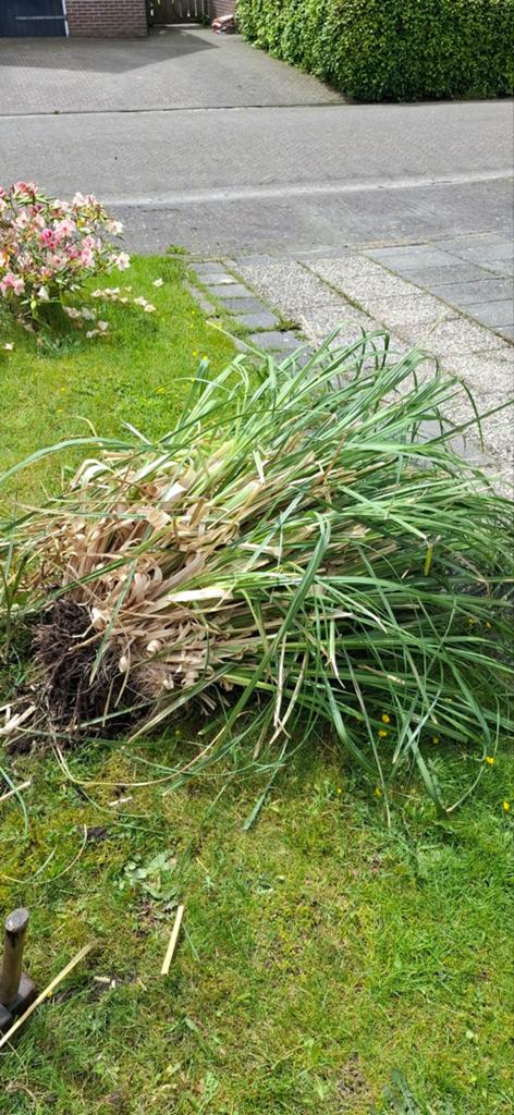 Pampas gras, Tuin en Terras, Planten | Tuinplanten, Ophalen, Siergrassen, Volle zon