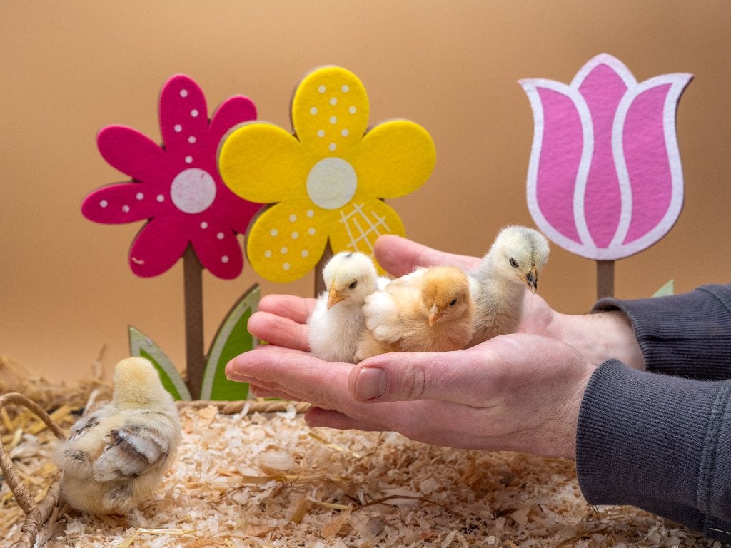 Jonge tamme Cochin kriel kuikens gesekst & ingeënt, Dieren en Toebehoren, Pluimvee, Vrouwelijk, Kip