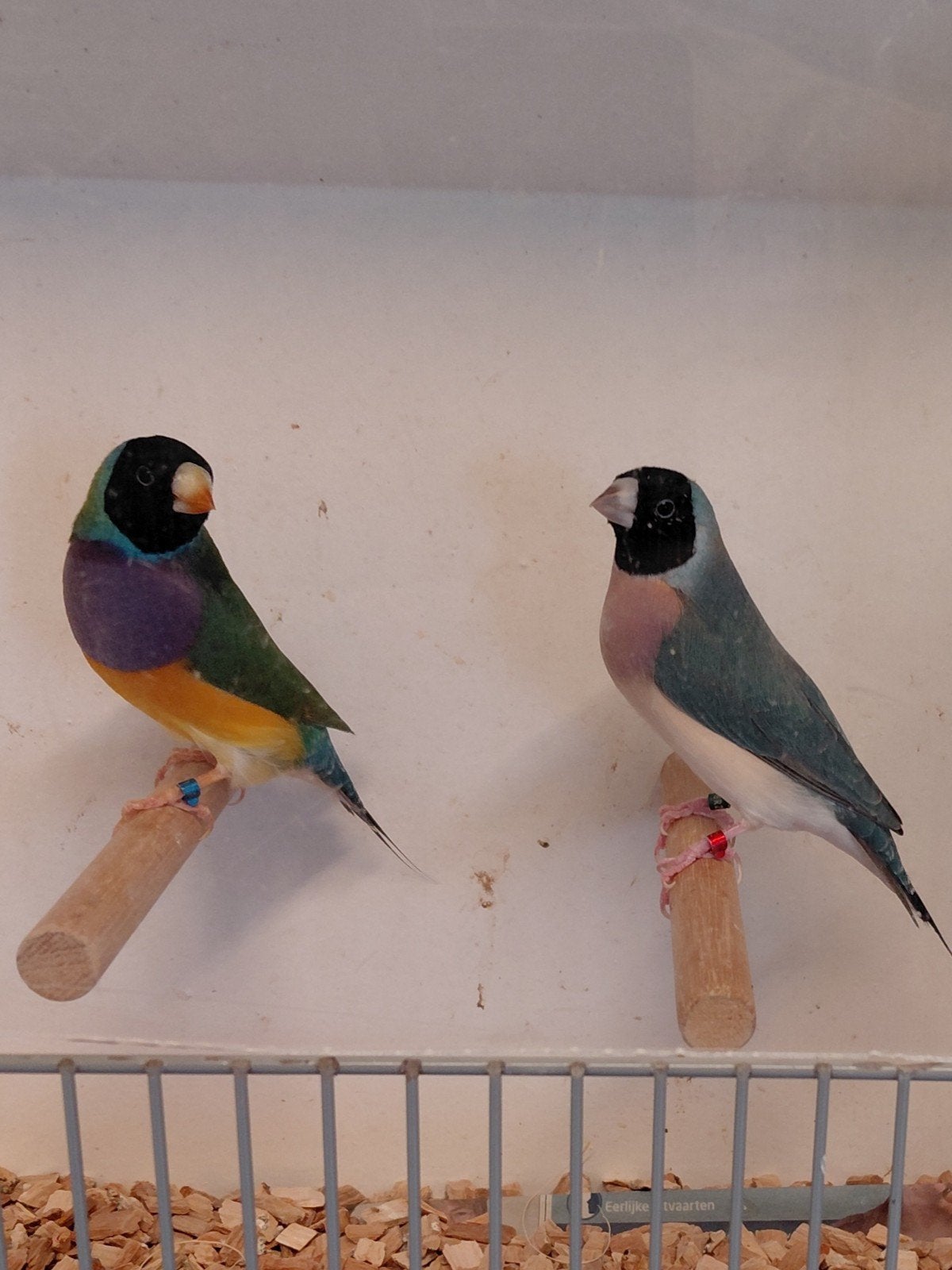 te koop.koppel gouldamadines, Dieren en Toebehoren, Vogels | Overige Vogels, Meerdere dieren, Geringd