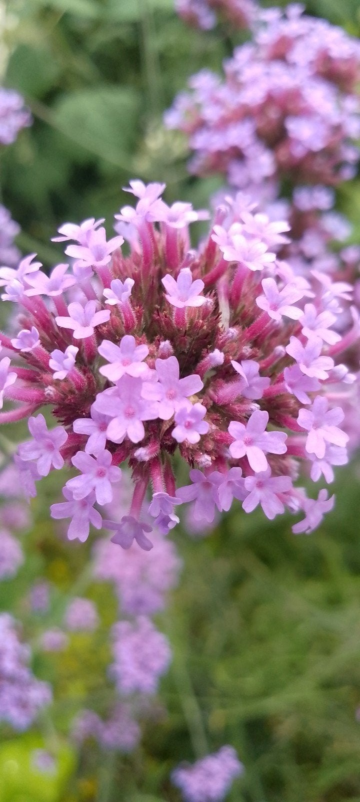 IJzerhard, Verbena bonariensis, vaste plant, bio, Volle zon, Vaste plant, Zomer, Ophalen