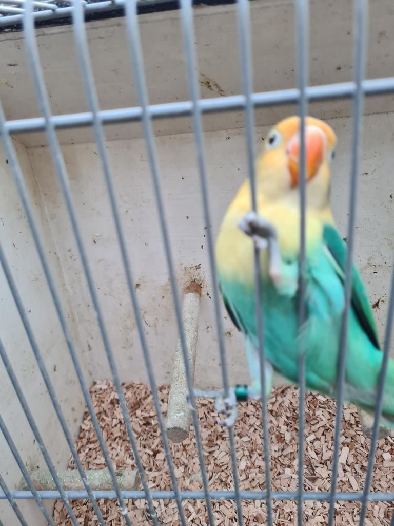 Yellow face opaline, Dieren en Toebehoren, Vogels | Parkieten en Papegaaien, Geslacht onbekend, Dwergpapegaai of Agapornis, Geringd