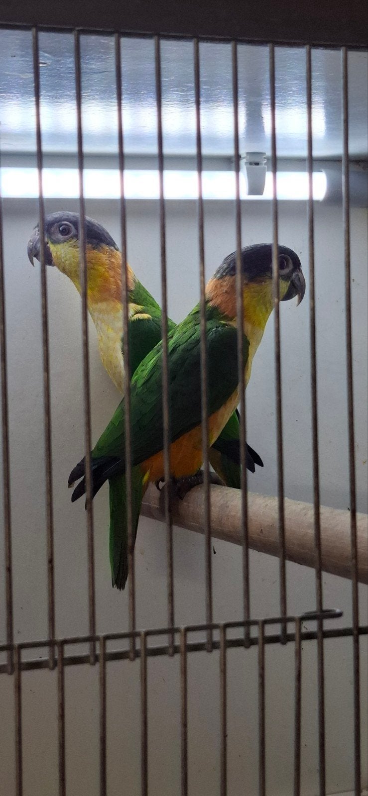 2 zwartkop caique poppen, Vrouwelijk, Parkiet