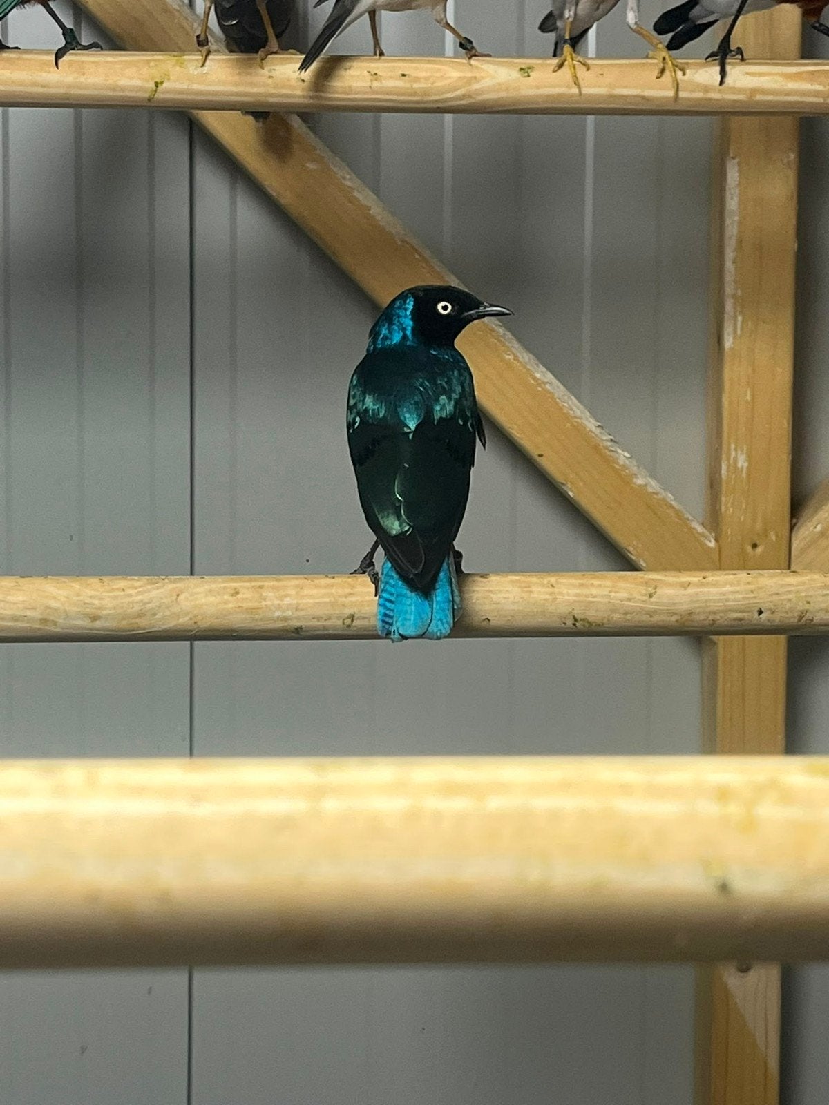 vele soorten vogels kanaries spreeuwen tropen parkieten, Dieren en Toebehoren, Meerdere dieren, Parkiet