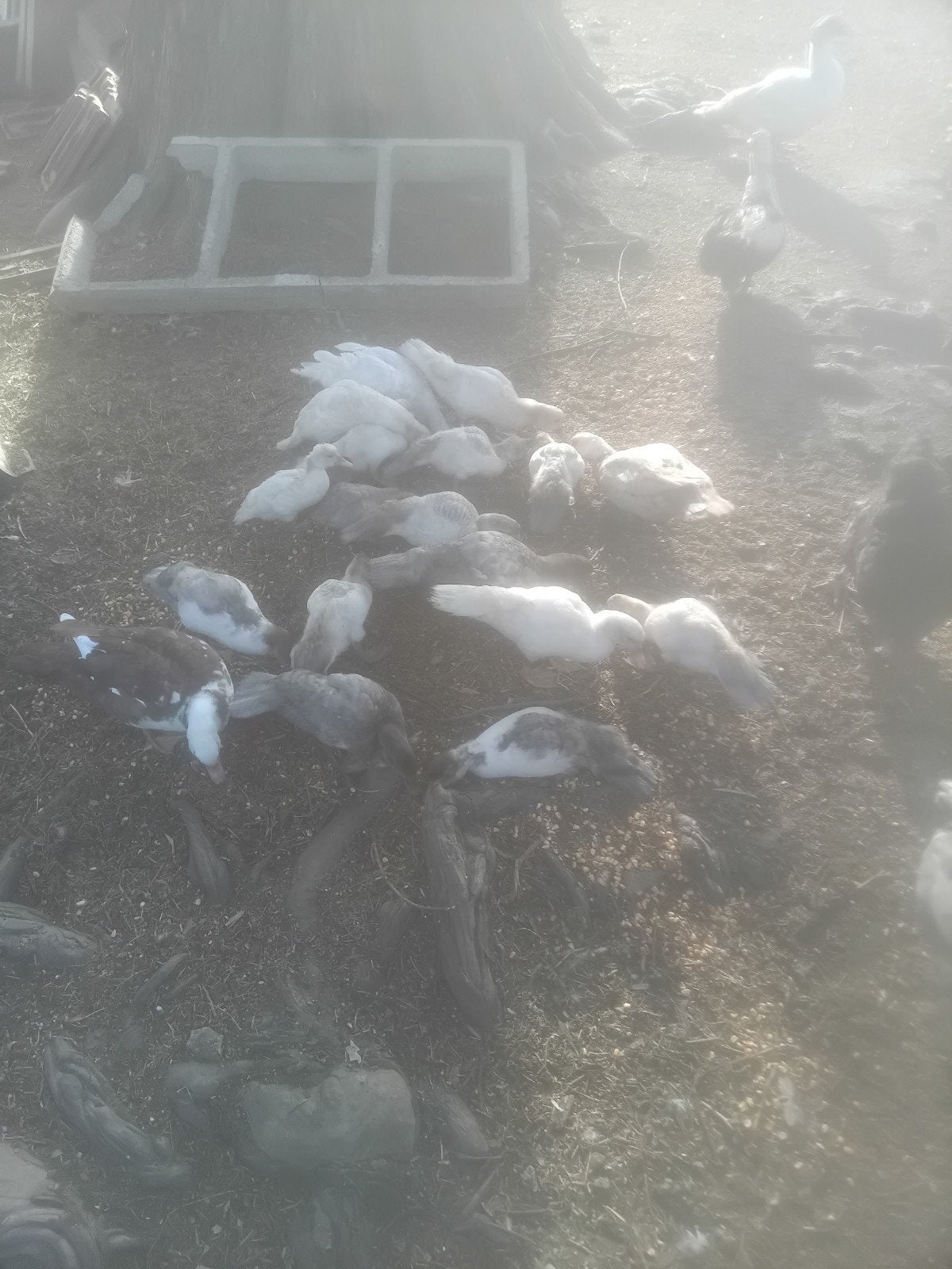 muskuseenden, Dieren en Toebehoren, Meerdere dieren, Eend