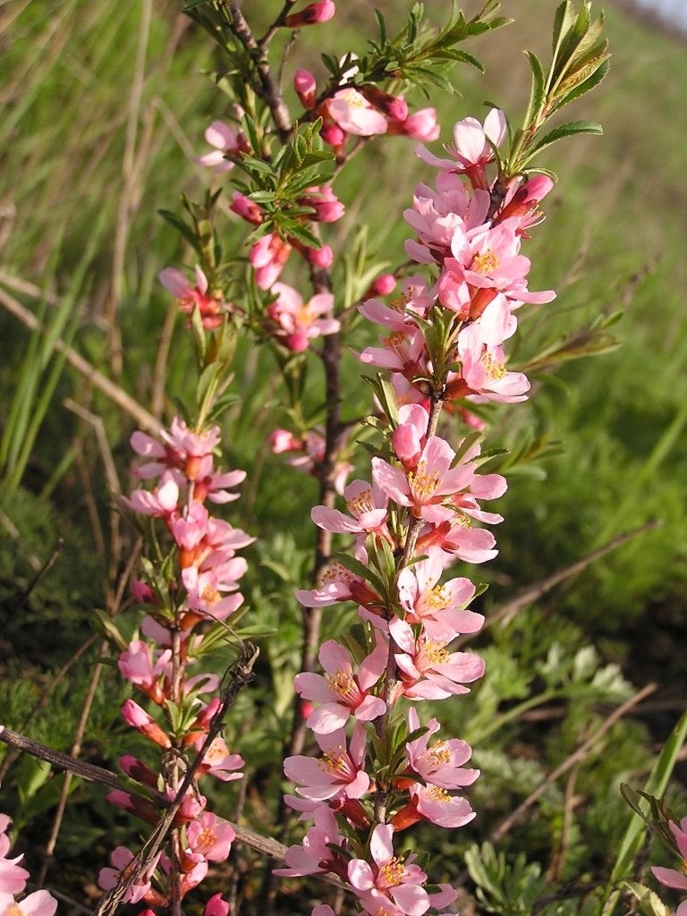 1 Roze Dwergamandel 70 cm € 35, Ophalen of Verzenden, Overige soorten, Struik, Minder dan 100 cm