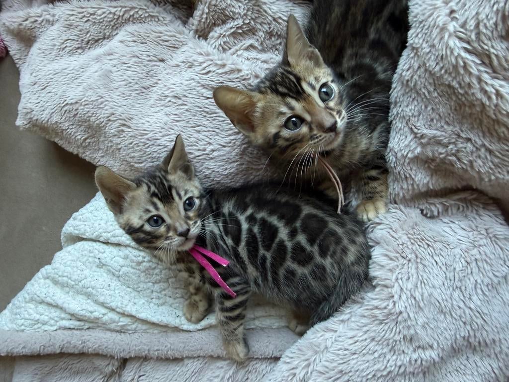 Prachtige bengaal kittens met stamboom, Dieren en Toebehoren, Katten en Kittens | Raskatten | Korthaar, Meerdere dieren, Met stamboom