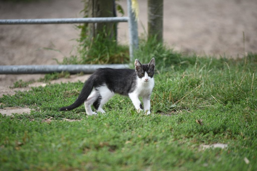 50% Maine Coon katertje. Silver tabby., Dieren en Toebehoren, Kater, Ontwormd, 0 tot 2 jaar