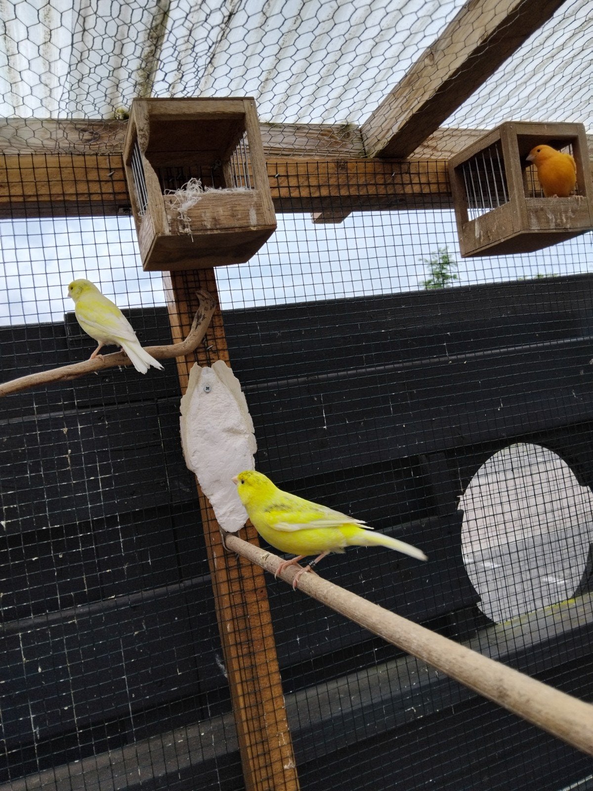 Waterslager man, Dieren en Toebehoren, Vogels | Kanaries, Mannelijk, Zangkanarie