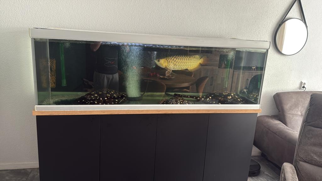 Aziatische arowana, Dieren en Toebehoren