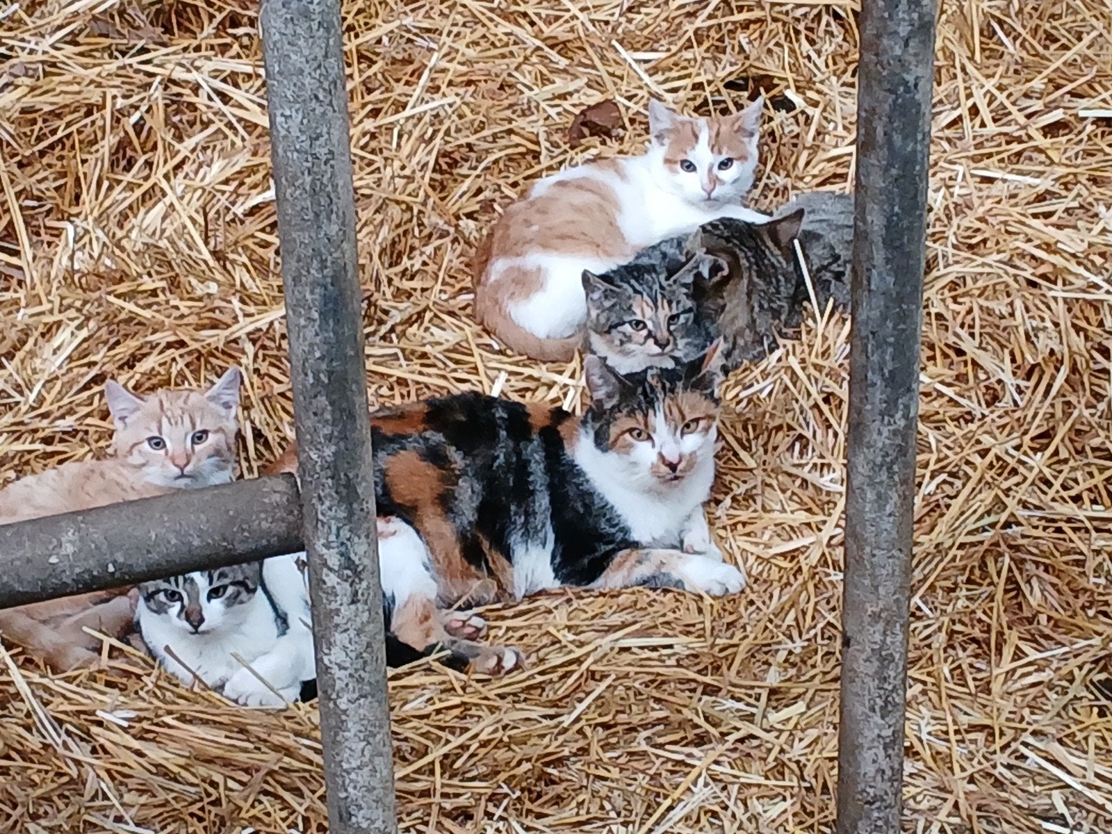 boerderijkittens, Poes, 0 tot 2 jaar