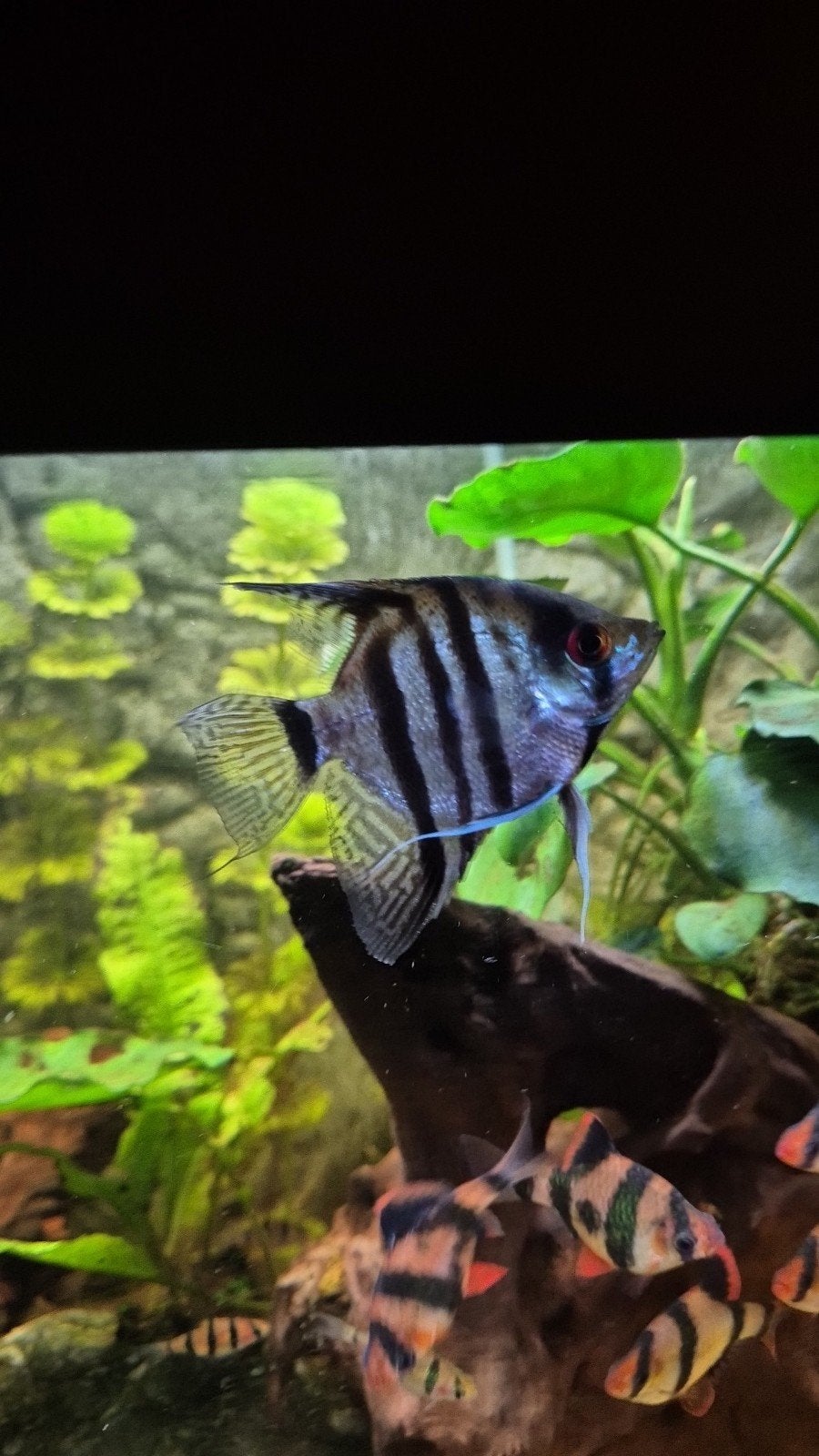 1 maanvis te koop, Vis