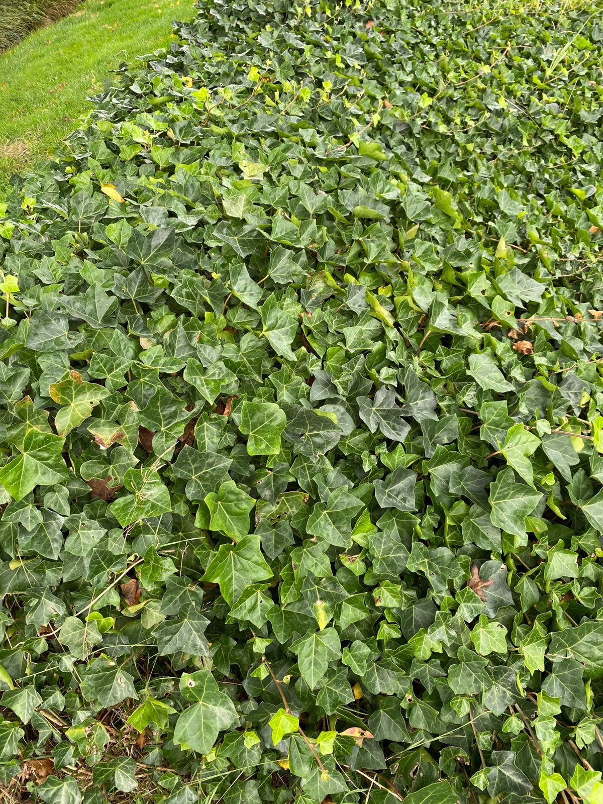 Klimop stekken, Tuin en Terras, Ophalen, Overige soorten, 100 tot 250 cm