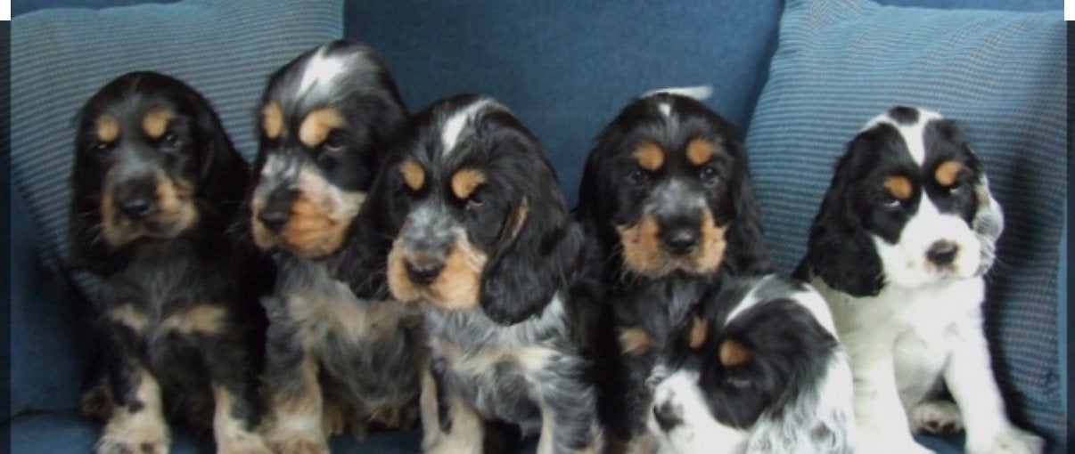 GEZOCHT cocker spaniël pup december, 8 tot 15 weken, Geslacht onbekend, Parvo, Eén hond