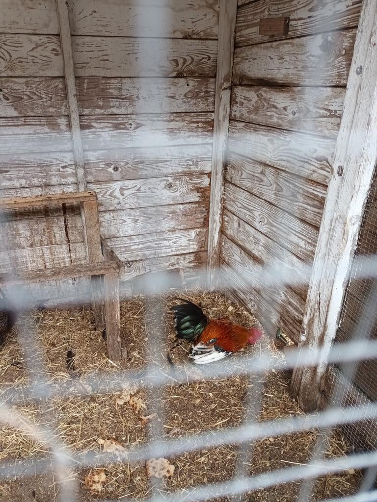 Serama haantje, Dieren en Toebehoren, Pluimvee, Mannelijk, Kip