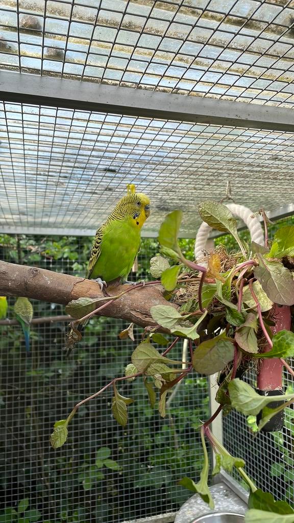 Wildkleur Grasparkieten, Dieren en Toebehoren, Vogels | Parkieten en Papegaaien, Meerdere dieren, Parkiet, Geringd