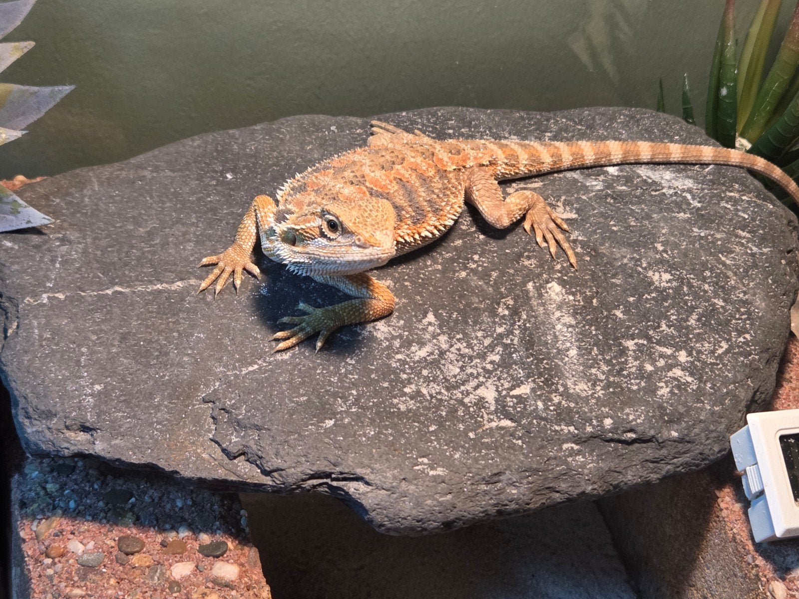 baardagaam vrouwtje  8 weekjes oud Bearded Dragon photo 2