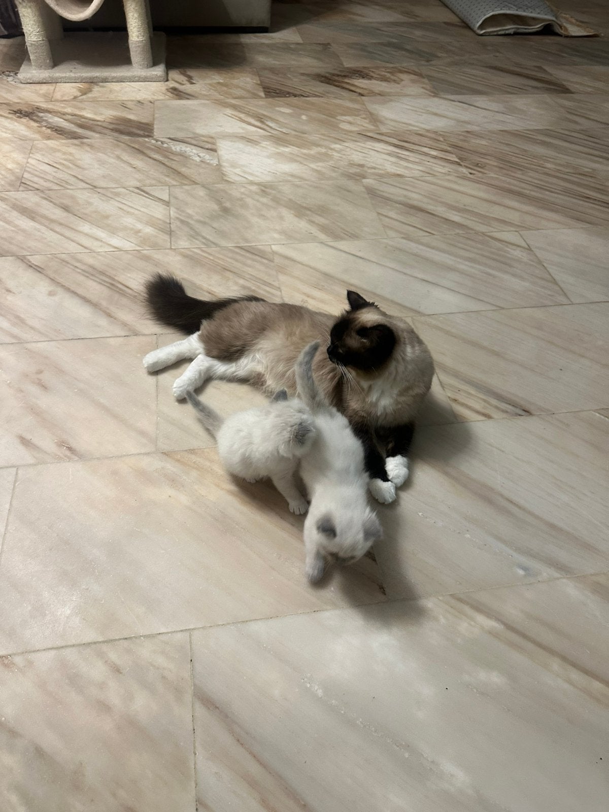 Ragdoll kittens, Kater