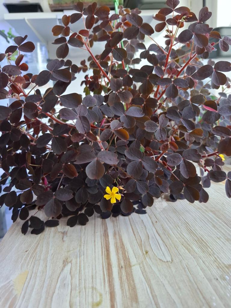 Oxalis spiralis ssp. vulcanicola, Huis en Inrichting, Kamerplanten, Ophalen of Verzenden, Halfschaduw, Minder dan 100 cm