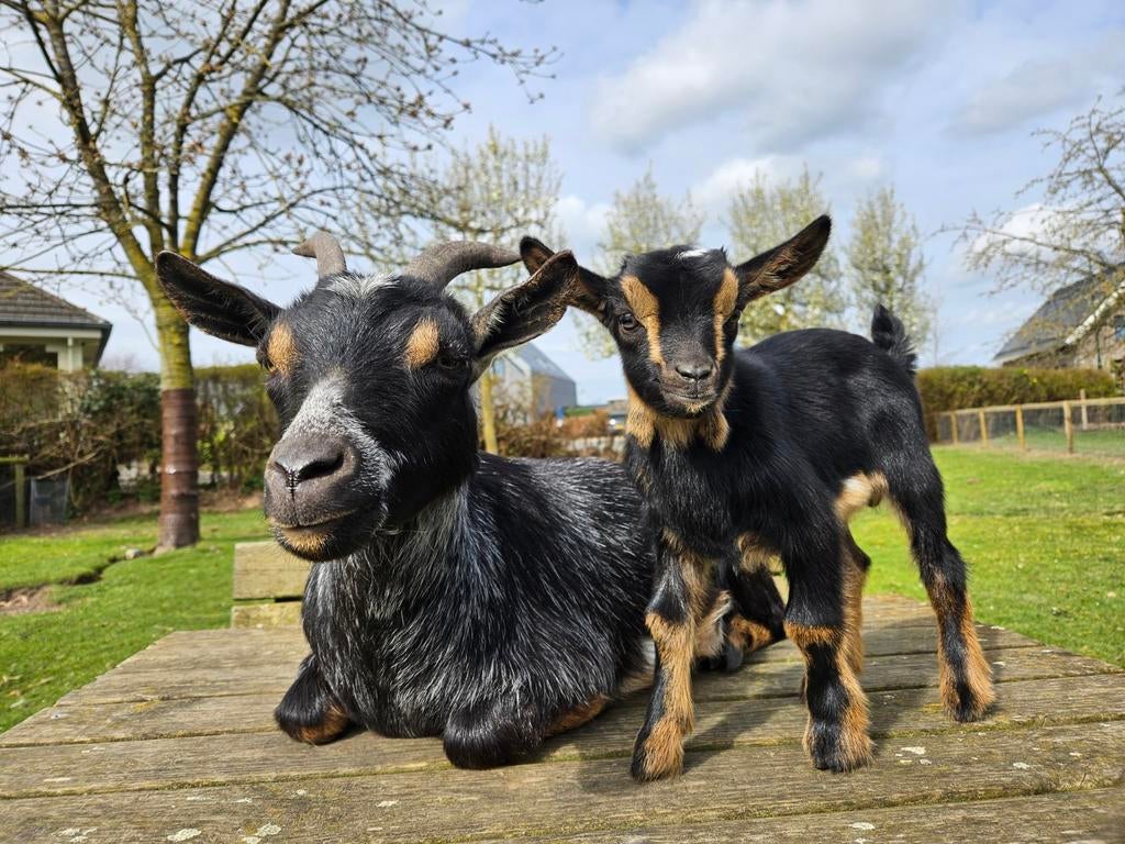 Prachtig en super tam dwerggeit bokje black & tan, Mannelijk, Geit, 0 tot 2 jaar