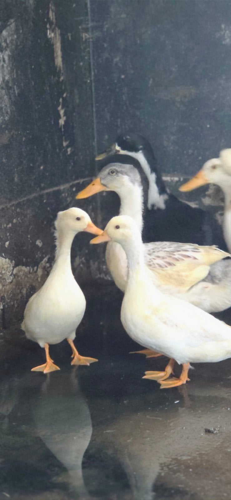 loop eenden eieren  kwakertjes, Dieren en Toebehoren, Meerdere dieren, Eend