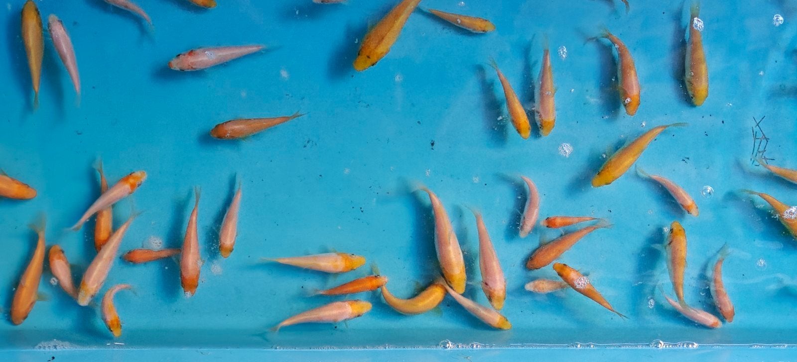 Babykoi - baby koi, Karper of Koi