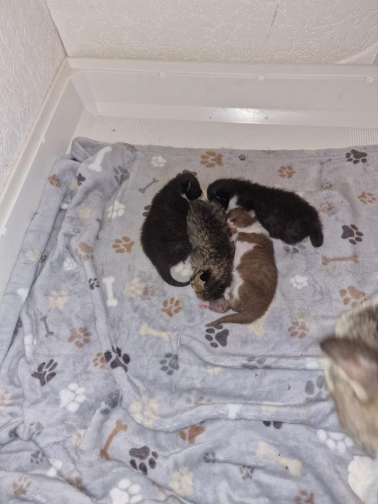Britse korthaar kittens  3 beschikbaar, Dieren en Toebehoren, Katten en Kittens | Dekkaters
