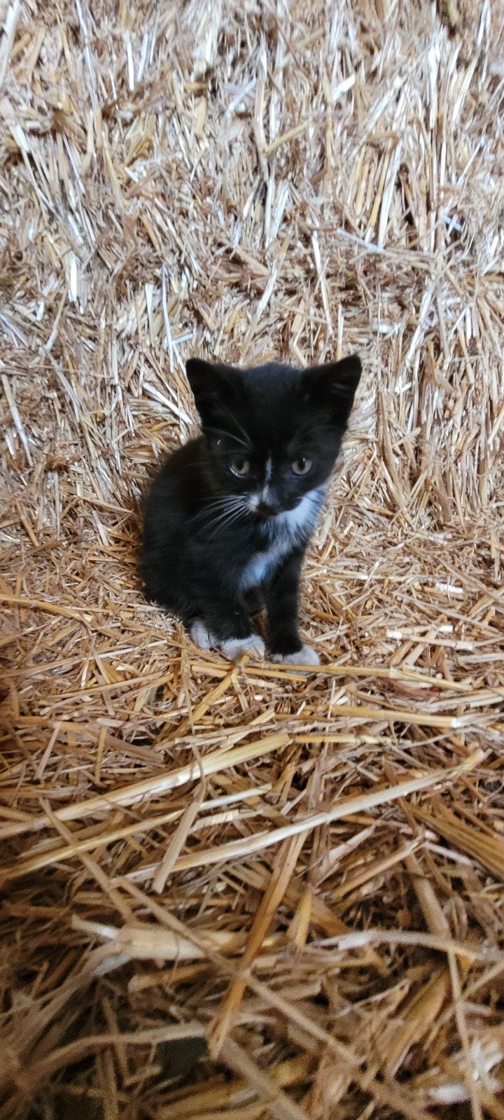 Boerderij kittens, Dieren en Toebehoren, Meerdere dieren