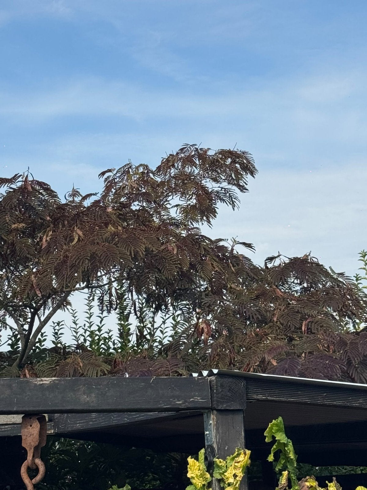 Zaad (lijst/peul)  Albizia Jul. 'Summer Chocolate', Tuin en Terras, Volle zon, 250 tot 400 cm, Zomer, Overige soorten